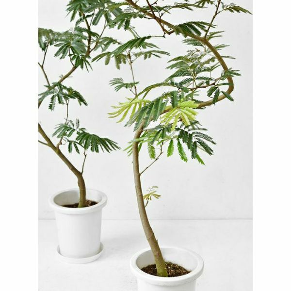 え*ん様 エバーフレッシュ　観葉植物　8号　約125センチ 2 pd_0f3c48f66e75849ab98db238e1e