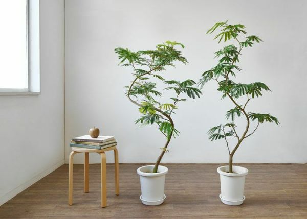 え*ん様 エバーフレッシュ　観葉植物　8号　約125センチ 2 観葉植物 エバーフレッシュ 8号 ボサ造り セドナロング 墨 付き