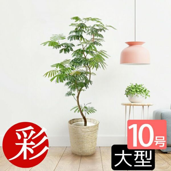 観葉植物 エバーフレッシュ 10号鉢 ネムノキ アカサヤネムノキ ねむの木 合歓の木