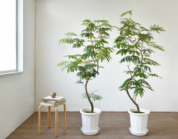観葉植物】エバーフレッシュ アカサヤネムノキ S字曲がり 150㎝