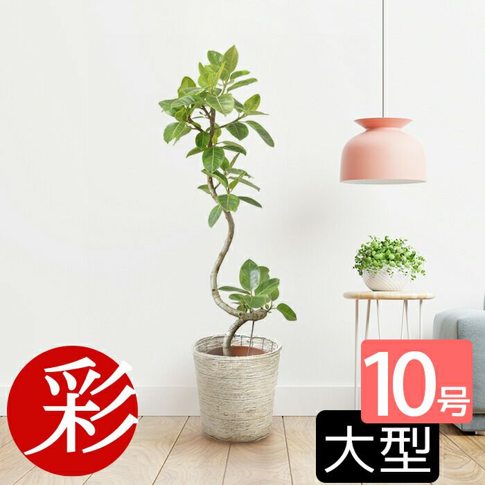 観葉植物 通販