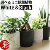 観葉植物 通販 選べる ミニ観葉植物2カラーマットポット ホワイト＆ブラックガジュマル ポトス サンスベリアペペロミア シュガーバイン