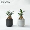 観葉植物 通販 選べる ミニ観葉植物2カラーマットポット ホワイト＆ブラックガジュマル ポトス サンスベリアペペロミア シュガーバイン