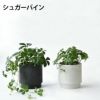 観葉植物 通販 選べる ミニ観葉植物2カラーマットポット ホワイト＆ブラックガジュマル ポトス サンスベリアペペロミア シュガーバイン