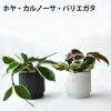 観葉植物 通販 選べる ミニ観葉植物2カラーマットポット ホワイト＆ブラックガジュマル ポトス サンスベリアペペロミア シュガーバイン