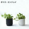 観葉植物 通販 選べる ミニ観葉植物2カラーマットポット ホワイト＆ブラックガジュマル ポトス サンスベリアペペロミア シュガーバイン