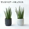 観葉植物 通販 選べる ミニ観葉植物2カラーマットポット ホワイト＆ブラックガジュマル ポトス サンスベリアペペロミア シュガーバイン