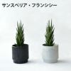 観葉植物 通販 選べる ミニ観葉植物2カラーマットポット ホワイト＆ブラックガジュマル ポトス サンスベリアペペロミア シュガーバイン