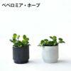 観葉植物 通販 選べる ミニ観葉植物2カラーマットポット ホワイト＆ブラックガジュマル ポトス サンスベリアペペロミア シュガーバイン