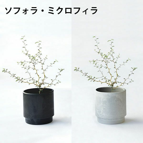 観葉植物 通販 選べる ミニ観葉植物2カラーマットポット ホワイト＆ブラックガジュマル ポトス サンスベリアペペロミア シュガーバイン
