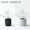 観葉植物 通販 選べる ミニ観葉植物2カラーマットポット ホワイト＆ブラックガジュマル ポトス サンスベリアペペロミア シュガーバイン