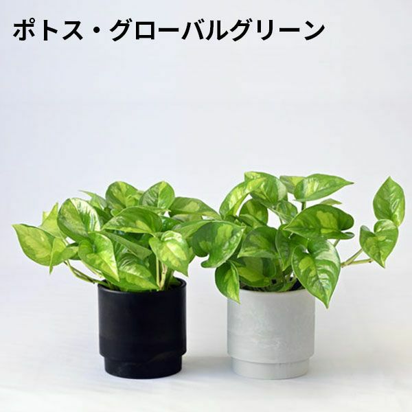 観葉植物 通販 選べる ミニ観葉植物2カラーマットポット ホワイト＆ブラックガジュマル ポトス サンスベリアペペロミア シュガーバイン