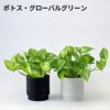 観葉植物 通販 選べる ミニ観葉植物2カラーマットポット ホワイト＆ブラックガジュマル ポトス サンスベリアペペロミア シュガーバイン