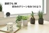 観葉植物 通販 選べる ミニ観葉植物2カラーマットポット ホワイト＆ブラックガジュマル ポトス サンスベリアペペロミア シュガーバイン