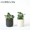 観葉植物 通販 選べる ミニ観葉植物2カラーマットポット ホワイト＆ブラックガジュマル ポトス サンスベリアペペロミア シュガーバイン