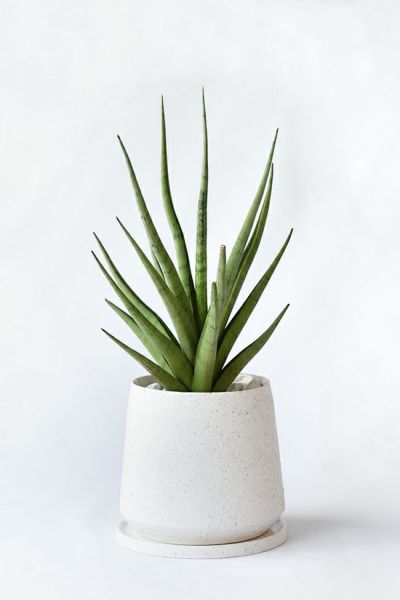 サンスベリア サンセベリア 通販 観葉植物の専門店 彩植健美 サンスベリア サンセベリア 通販 観葉植物の専門店 彩植健美