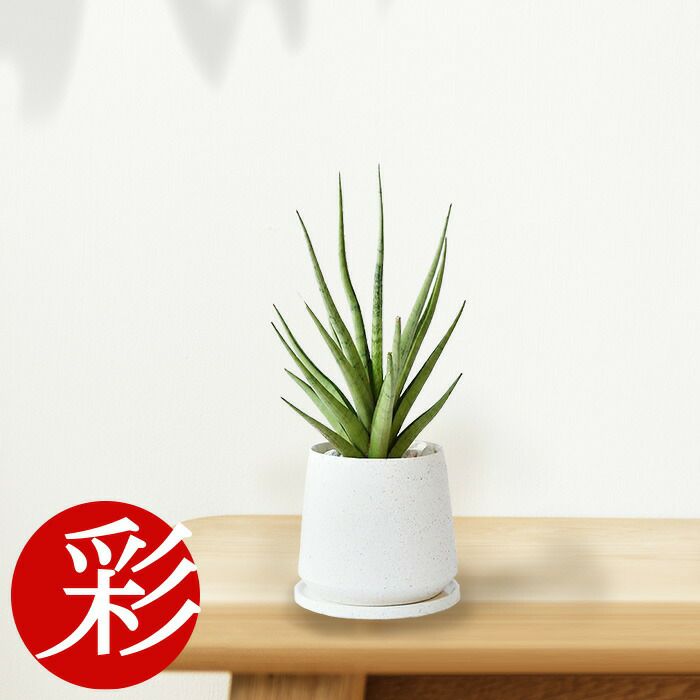 観葉植物 通販 サンセベリア・グラシリス白陶器ポットMN060004