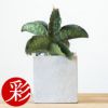 観葉植物 通販 希少 サンセベリア・ドラゴンウィング ストーンキューブポット MN060005