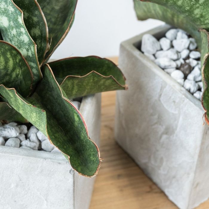 観葉植物 通販 希少 サンセベリア・ドラゴンウィング ストーンキューブポット MN060005