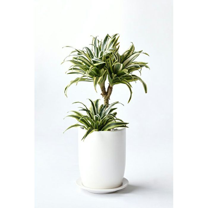 細い葉の観葉植物を選ぶ 細い葉の観葉植物を選ぶ