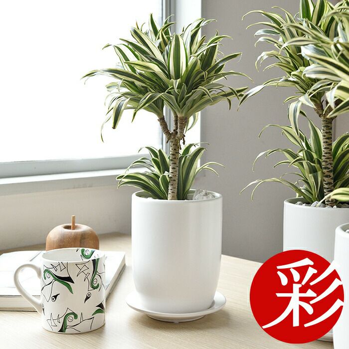 観葉植物 通販 ドラセナ・チャヤマットホワイト ショートポットMN060006