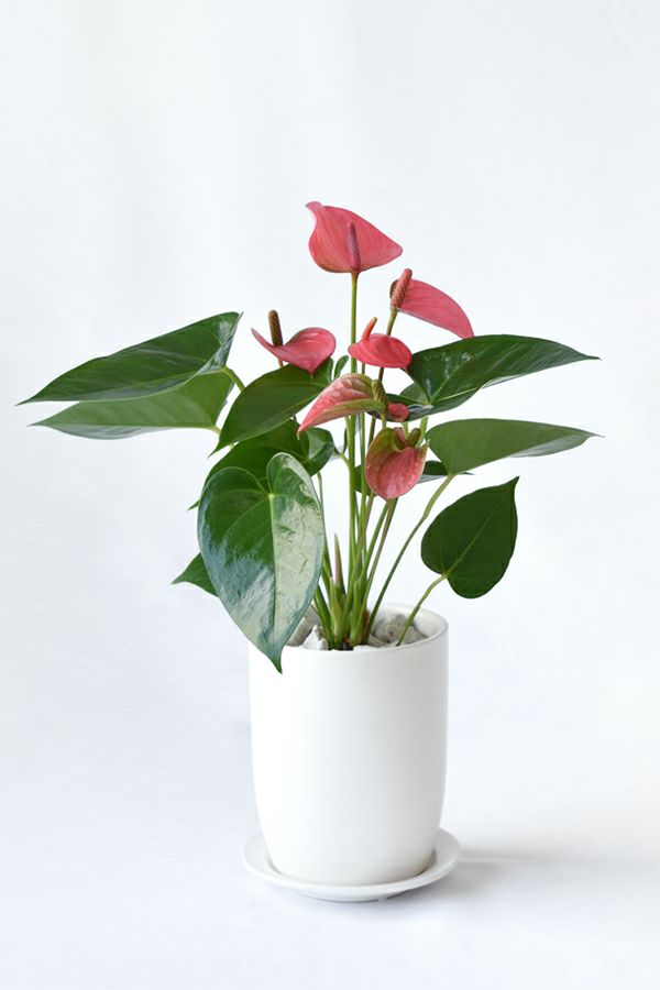観葉植物 通販 アンスリウム　ロイヤルピンクチャンピオン　マットホワイト ショートポット MN040028