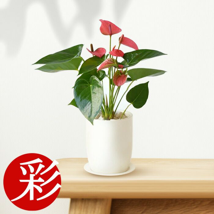 観葉植物 通販 アンスリウム　ロイヤルピンクチャンピオン　マットホワイト ショートポット MN040028