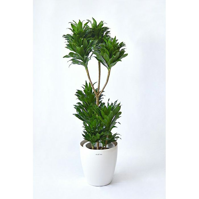 観葉植物 ドラセナ コンパクタ 8号鉢
