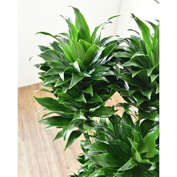 ドラセナ・コンパクタ 8号鉢 観葉植物