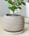 観葉植物 パンダガジュマル丸型陶器鉢 マイアボウル ベージュ MN040030