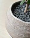 観葉植物 パンダガジュマル丸型陶器鉢 マイアボウル ベージュ MN040030