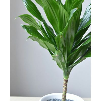 観葉植物 ドラセナ・コンパクタ マットホワイト ショートポット MN040032