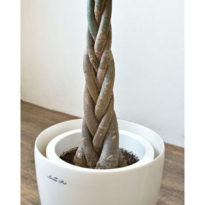 観葉植物 パキラ8号鉢（Lサイズ）RG090001