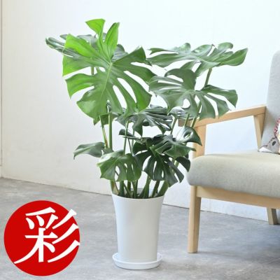 観葉植物 ヒメモンステラ 7号鉢 (レギュラーサイズ)KM040015