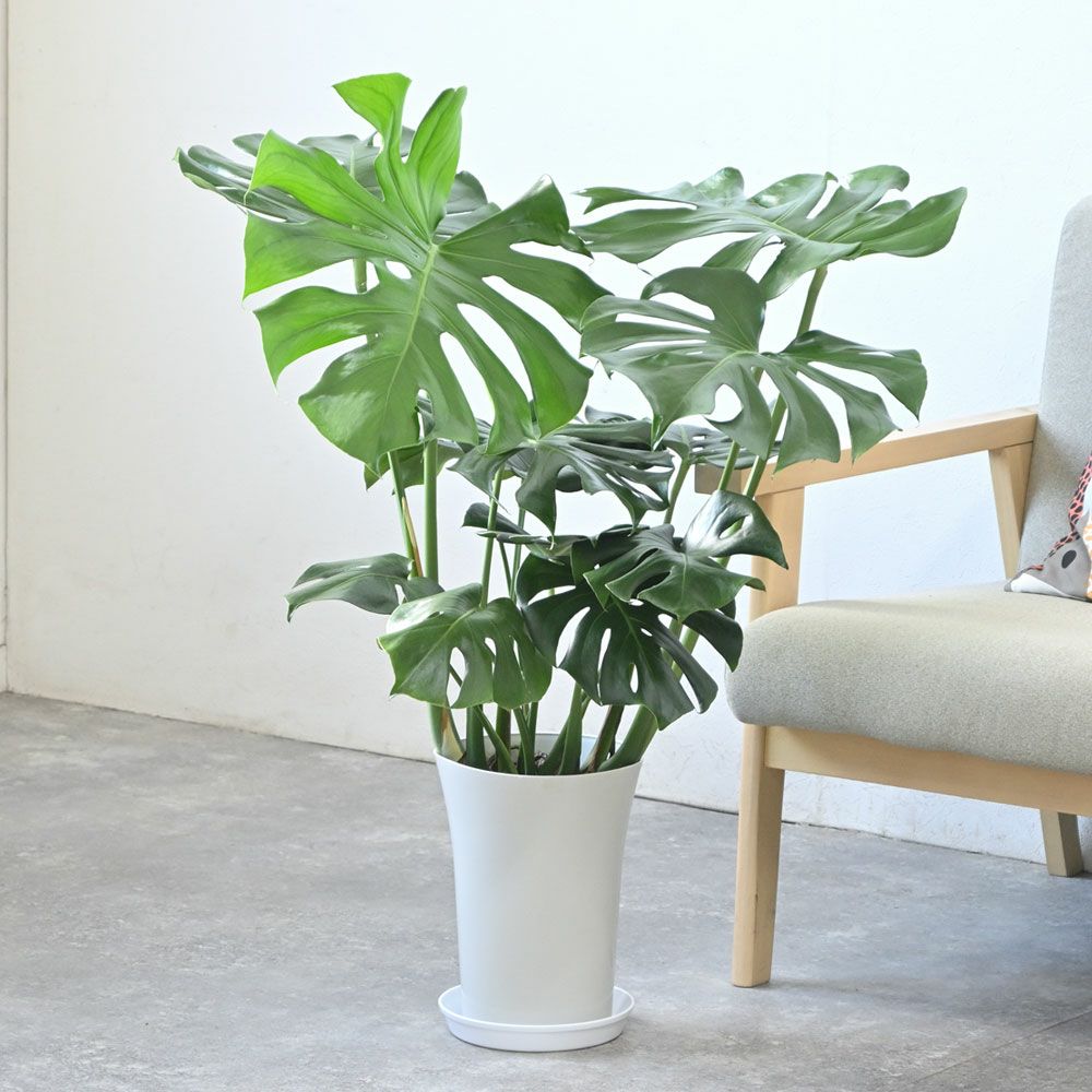 観葉植物 ヒメモンステラ 7号鉢 (レギュラーサイズ)KM040015