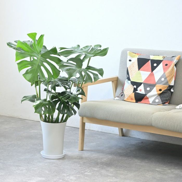 観葉植物 ヒメモンステラ 7号鉢 (レギュラーサイズ)KM040015