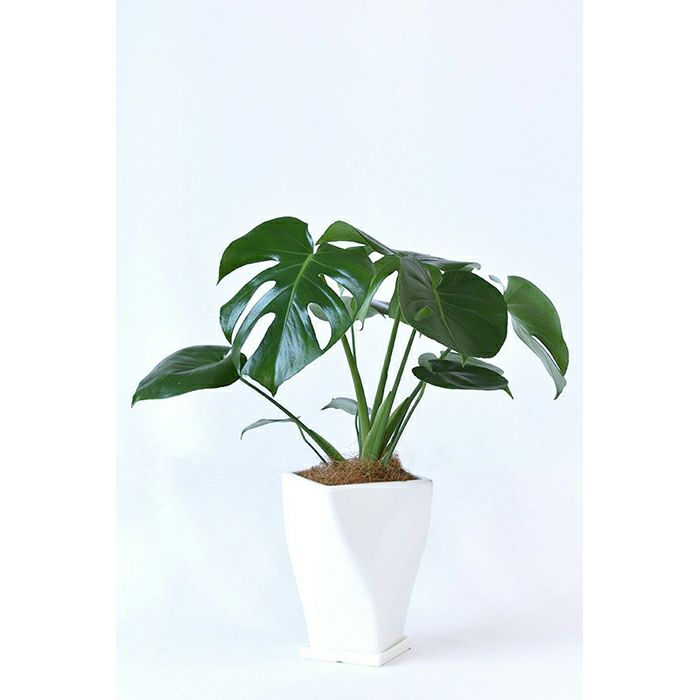 観葉植物 ヒメモンステラツイストホワイトポットST060029