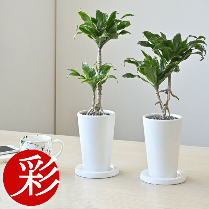 この大きさがちょうどいい テーブル ミニサイズ観葉