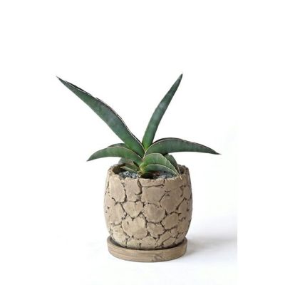 サンスベリア サンセベリア 通販 観葉植物の専門店 彩植健美 サンスベリア サンセベリア 通販 観葉植物の専門店 彩植健美