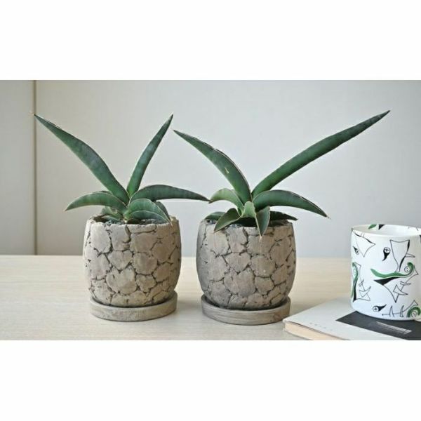 観葉植物 サンスベリア ロブスタブルー ライトブラウン ワイルドポットmn 観葉植物 サンスベリア ロブスタブルー ライトブラウン ワイルドポットmn