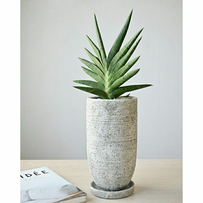 観葉植物 サンスベリア・ケニア セメントポットST060031