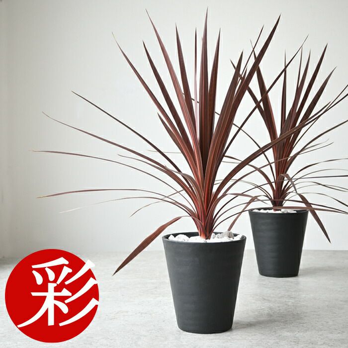 観葉植物 コルジリネ・レッドスター セラアート6号鉢 【屋外用】CR040015