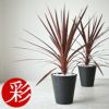 観葉植物 コルジリネ・レッドスター セラアート6号鉢 【屋外用】CR040015