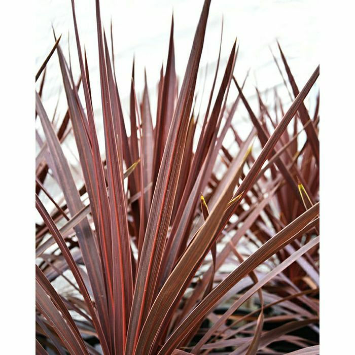 観葉植物 コルジリネ・レッドスター セラアート6号鉢 【屋外用】CR040015