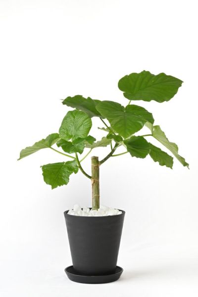 観葉植物 選べる6号 フィカス・ウンベラータ フィカス・ベンガレンシス セラアート鉢