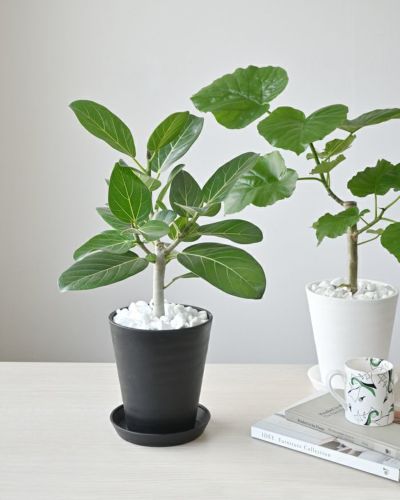 観葉植物 選べる6号 フィカス・ウンベラータ フィカス・ベンガレンシス セラアート鉢