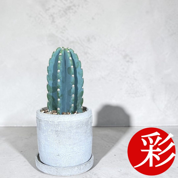 観葉植物 柱サボテン トゲなし 鬼面角 ヌーダム セメントシリンダーポット