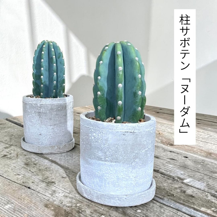 観葉植物 柱サボテン トゲなし 鬼面角 ヌーダム セメントシリンダーポット