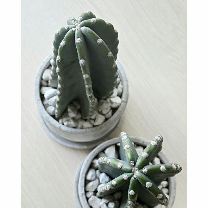 観葉植物 柱サボテン トゲなし 鬼面角 ヌーダム セメントシリンダーポット