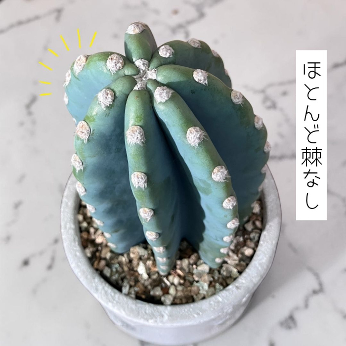 観葉植物 柱サボテン トゲなし 鬼面角 ヌーダム セメントシリンダーポット